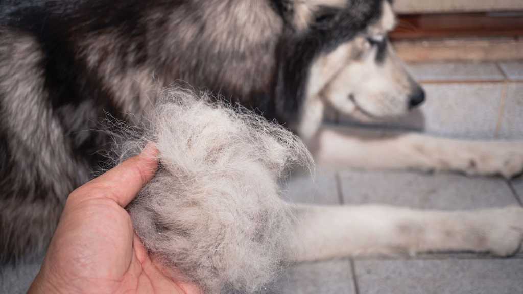 Caída de pelo en perros: cuándo deja de ser una muda normal.