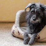 La demencia canina no es “cosa de la edad”.