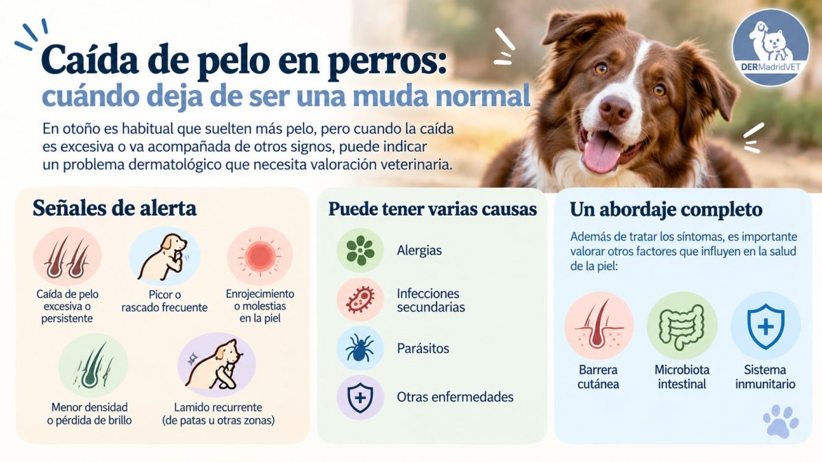 Caída de pelo en perros: cuándo deja de ser una muda normal.