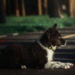 Según la DGT, en España se registran más de 3.000 accidentes de tráfico en los que están implicados perros.