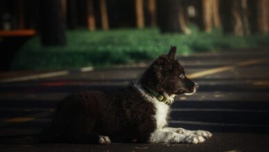 Según la DGT, en España se registran más de 3.000 accidentes de tráfico en los que están implicados perros.
