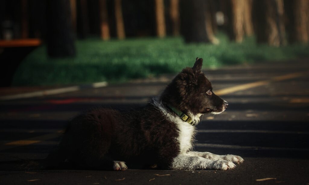 Según la DGT, en España se registran más de 3.000 accidentes de tráfico en los que están implicados perros.