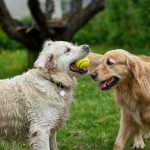 El binomio infalible para el perro senior: actividad y nutrición a medida El binomio infalible para el perro senior: actividad y nutrición a medida.