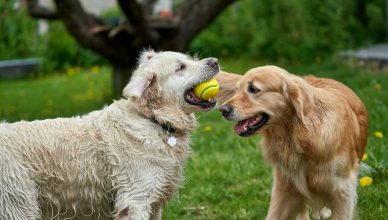 El binomio infalible para el perro senior: actividad y nutrición a medida.