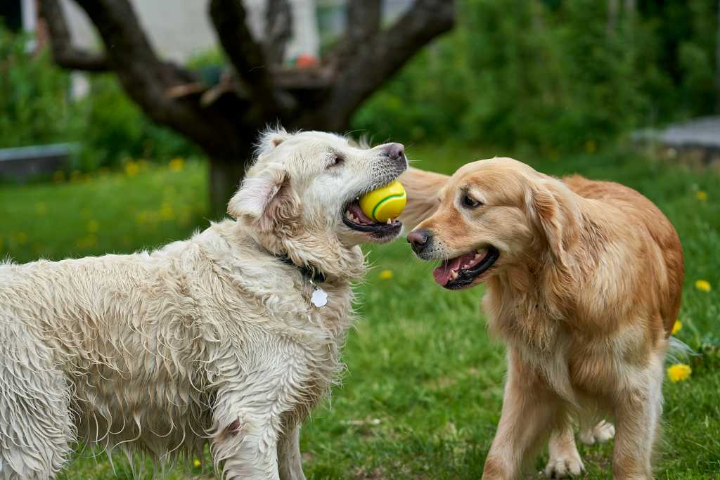 El binomio infalible para el perro senior: actividad y nutrición a medida.