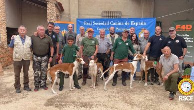 Los podencos españoles protagonizan la IV Copa de Trabajo disputada en Albacete.